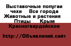 Выставочные попугаи чехи  - Все города Животные и растения » Птицы   . Крым,Красногвардейское